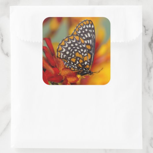 Baltimore-checkButterfly Vierkante Sticker (Tas)