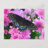 Baltimore Checkered Butterfly Briefkaart (Voorkant)