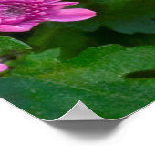 Baltimore Checkered Butterfly Poster (Hoek)