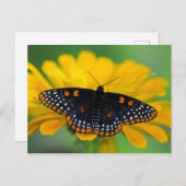 Baltimore Checkered Spot Butterfly Briefkaart (Voorkant / Achterkant)
