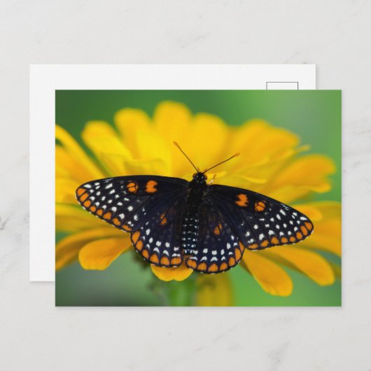 Baltimore Checkered Spot Butterfly Briefkaart (Voorkant / Achterkant)