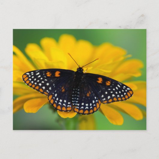 Baltimore Checkered Spot Butterfly Briefkaart (Voorkant)
