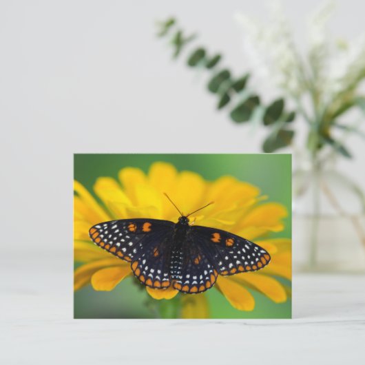 Baltimore Checkered Spot Butterfly Briefkaart (Staand voorkant)