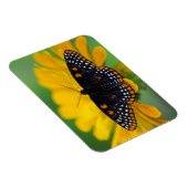 Baltimore Checkered Spot Butterfly Magneet (Rechterzijde)