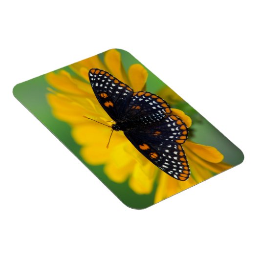 Baltimore Checkered Spot Butterfly Magneet (Rechterzijde)
