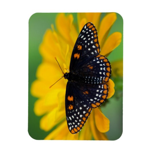 Baltimore Checkered Spot Butterfly Magneet (Verticaal)