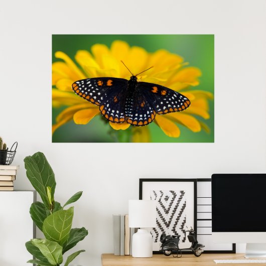 Baltimore Checkered Spot Butterfly Poster (Thuiskantoor)