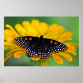 Baltimore Checkered Spot Butterfly Poster (Voorkant)