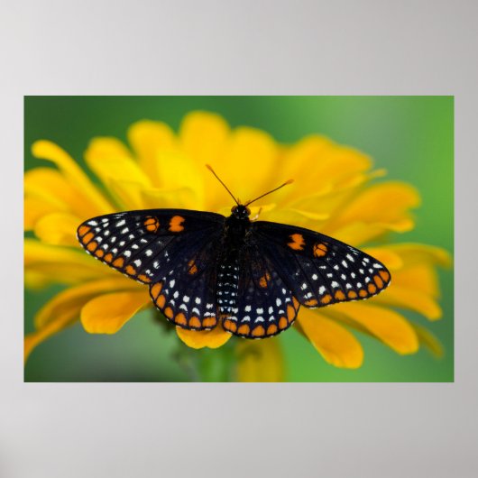 Baltimore Checkered Spot Butterfly Poster (Voorkant)