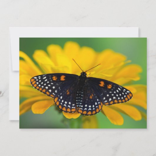 Baltimore Checkered Spot Vlinder Bedankkaart (Voorkant)