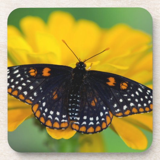 Baltimore Checkered Spot Vlinder Bier Onderzetter (Voorkant)