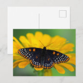 Baltimore Checkered Spot Vlinder Briefkaart (Voorkant / Achterkant)