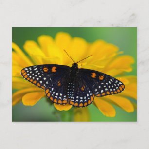 Baltimore Checkered Spot Vlinder Briefkaart