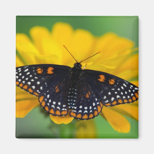 Baltimore Checkered Spot Vlinder Magneet (Voorkant)