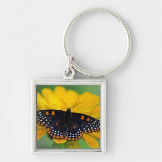 Baltimore Checkered Spot Vlinder Sleutelhanger (Voorkant)
