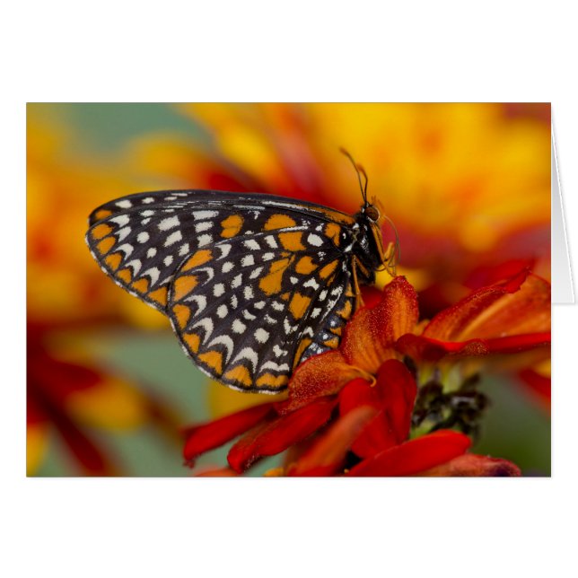 Baltimore-Checkered Vlinder (Voorkant Horizontaal)