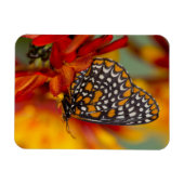 Baltimore-Checkered Vlinder Magneet (Horizontaal)