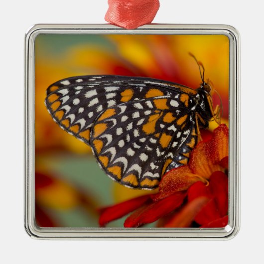 Baltimore-Checkered Vlinder Metalen Ornament (Voorkant)