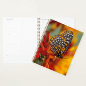 Baltimore-Checkered Vlinder Planner (Display)