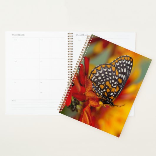 Baltimore-Checkered Vlinder Planner (Display)