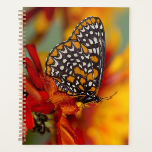 Baltimore-Checkered Vlinder Planner (Voorkant)