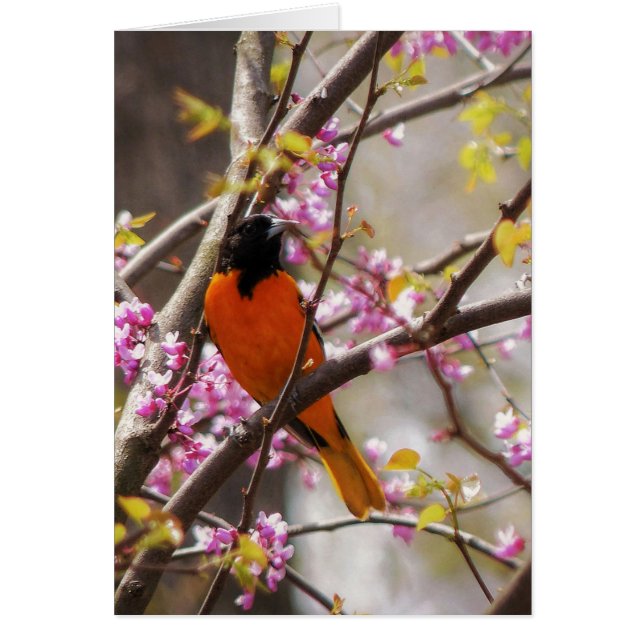 Baltimore Oriole (Voorkant)