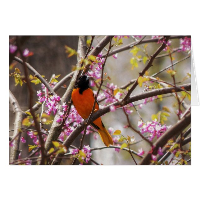 Baltimore Oriole (Voorkant Horizontaal)