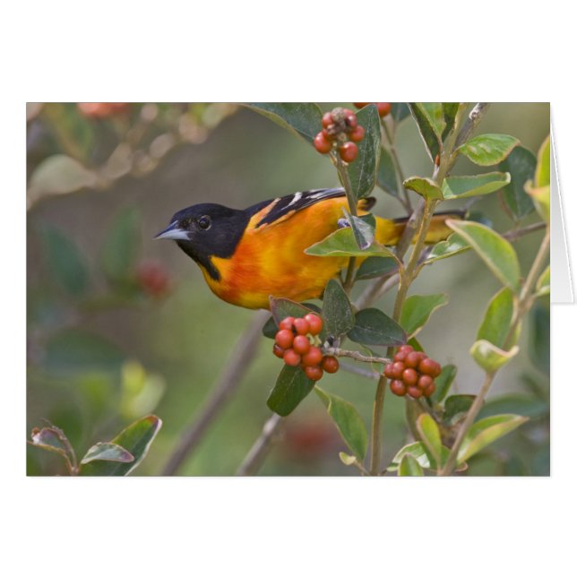Baltimore Oriole (Voorkant Horizontaal)
