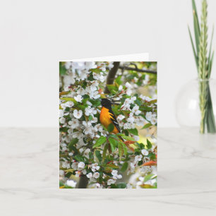 Baltimore Oriole #1 - Blank briefkaart
