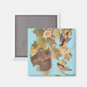 Baltimore Oriole Audubon Bird Family met Nest Magneet (Voorkant / Achterkant)