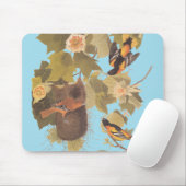 Baltimore Oriole Audubon Bird Family met Nest Muismat (Met muis)