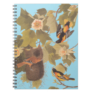 Baltimore Oriole Audubon Bird Family met Nest Notitieboek