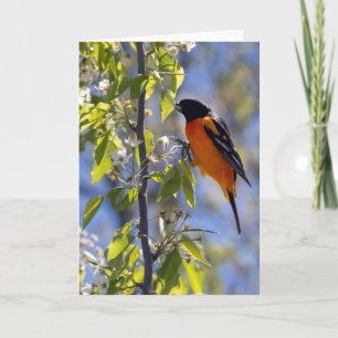 Baltimore Oriole Blank Note Card Kaart