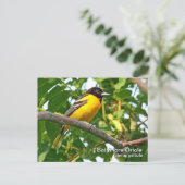 Baltimore Oriole Briefkaart (Staand voorkant)