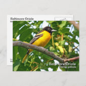 Baltimore Oriole Briefkaart (Voorkant / Achterkant)