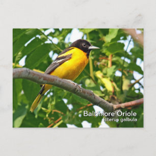 Baltimore Oriole Briefkaart