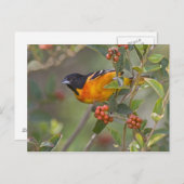 Baltimore Oriole Briefkaart (Voorkant / Achterkant)