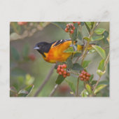 Baltimore Oriole Briefkaart (Voorkant)