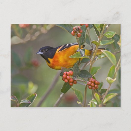 Baltimore Oriole Briefkaart (Voorkant)