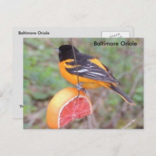 Baltimore oriole briefkaart (Voorkant / Achterkant)