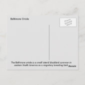 Baltimore oriole briefkaart (Achterkant)