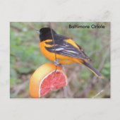 Baltimore oriole briefkaart (Voorkant)