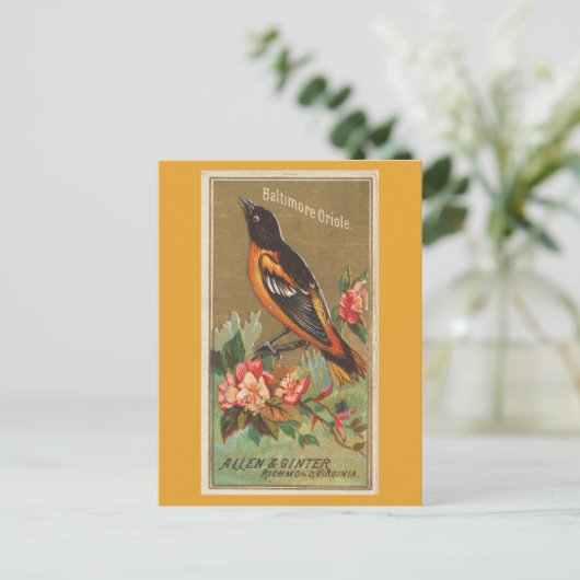Baltimore Oriole Briefkaart (Staand voorkant)