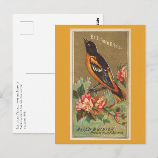 Baltimore Oriole Briefkaart (Voorkant / Achterkant)
