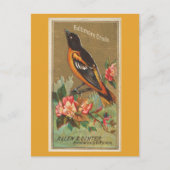 Baltimore Oriole Briefkaart (Voorkant)