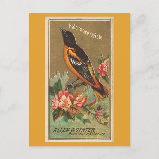 Baltimore Oriole Briefkaart (Voorkant)