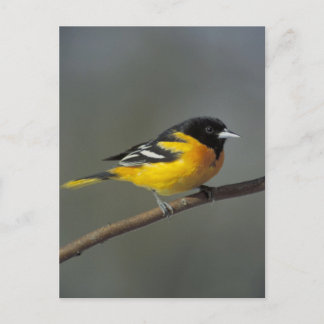 baltimore oriole briefkaart