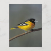 baltimore oriole briefkaart (Voorkant)