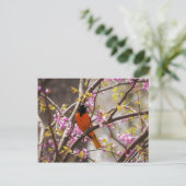 Baltimore Oriole Briefkaart (Staand voorkant)