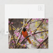 Baltimore Oriole Briefkaart (Voorkant / Achterkant)